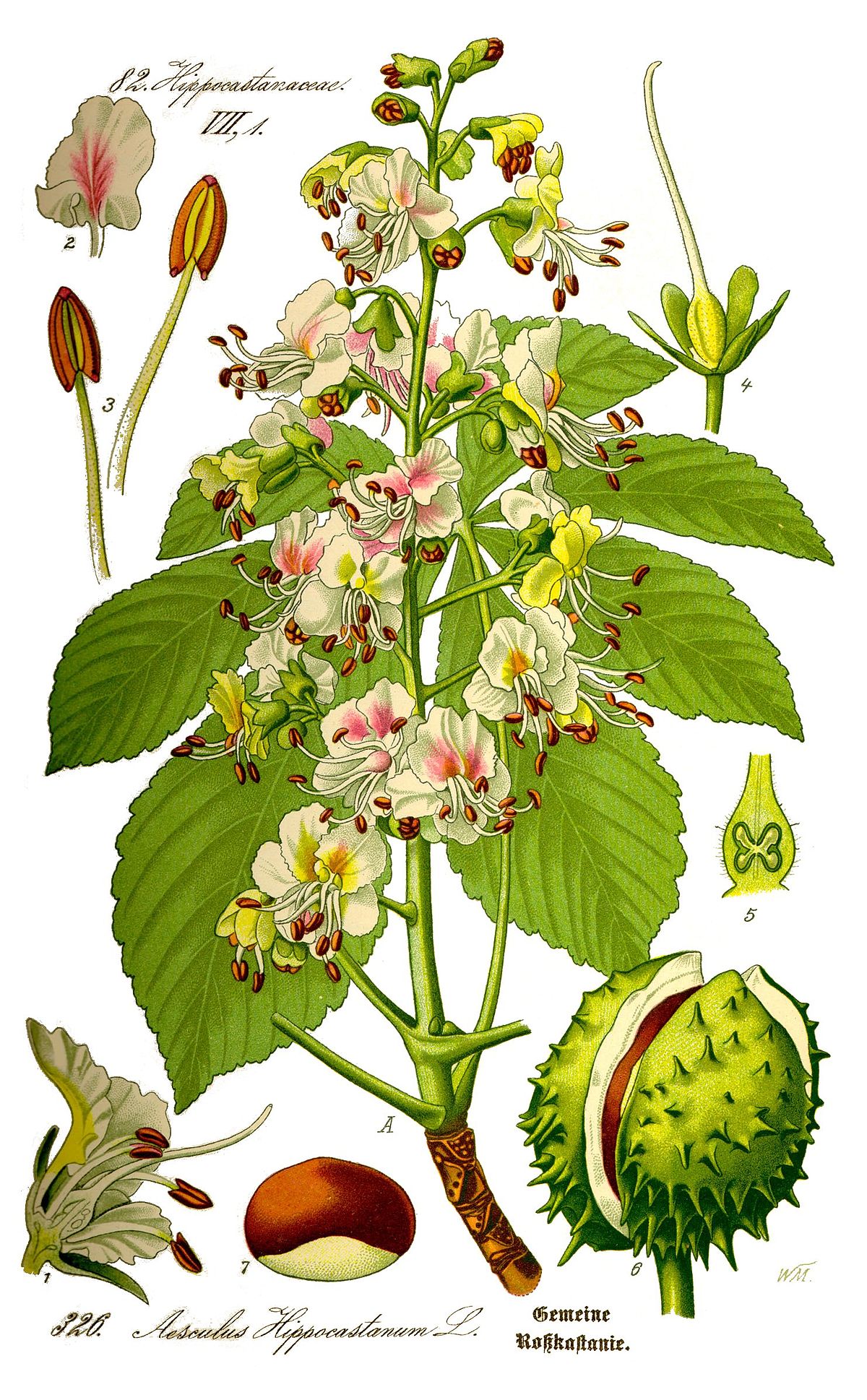 Horse-chestnut reference