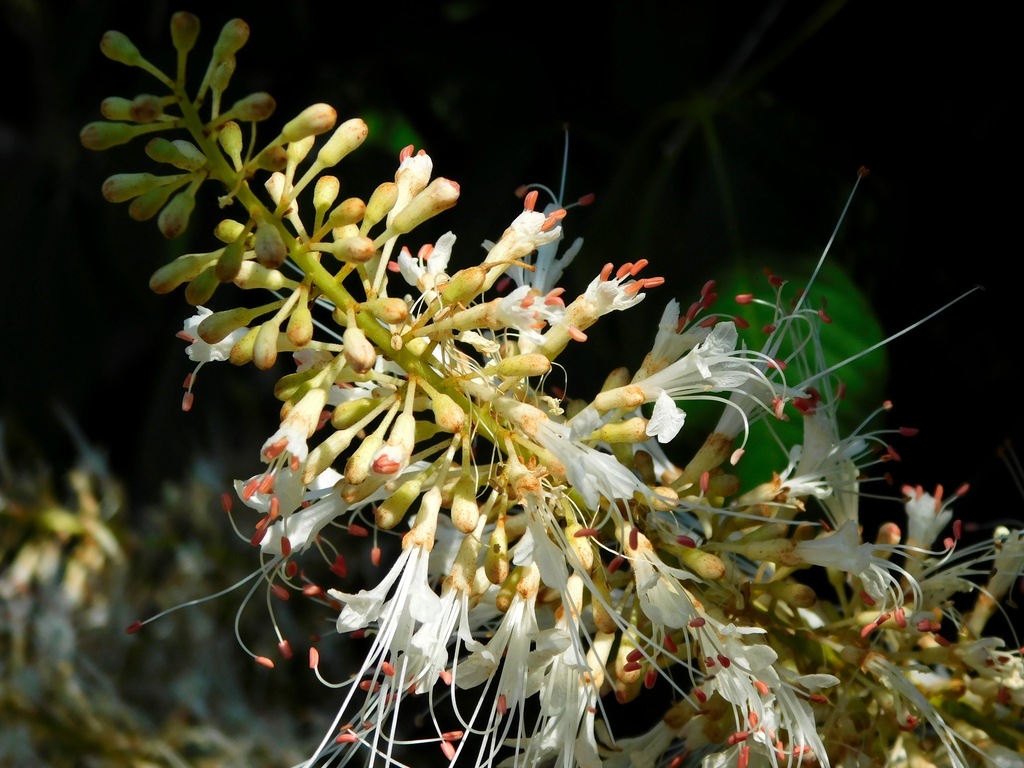 Bottlebrush Buckeye reference