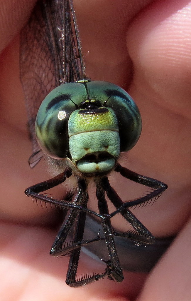 Canada Darner reference