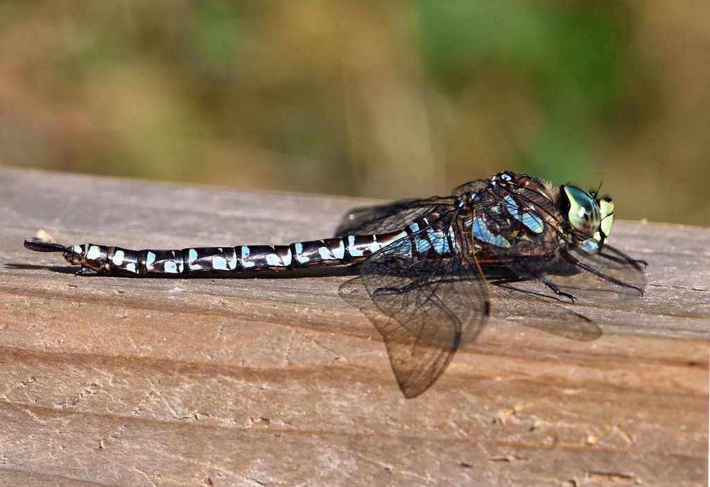 Lake Darner reference