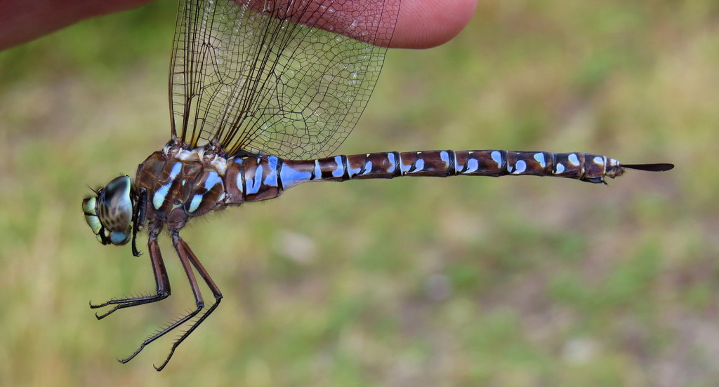 Variable Darner reference
