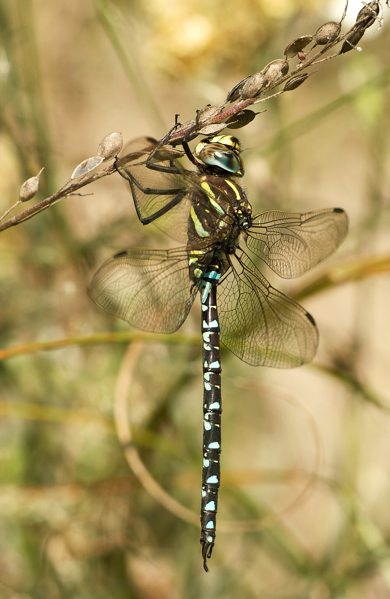 Sedge Darner reference