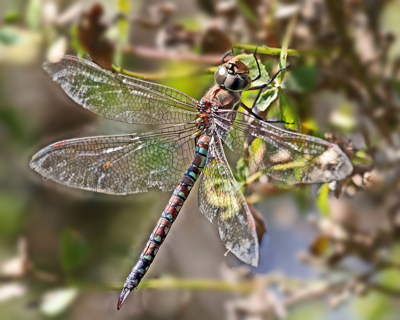 Blue-eyed Darner reference