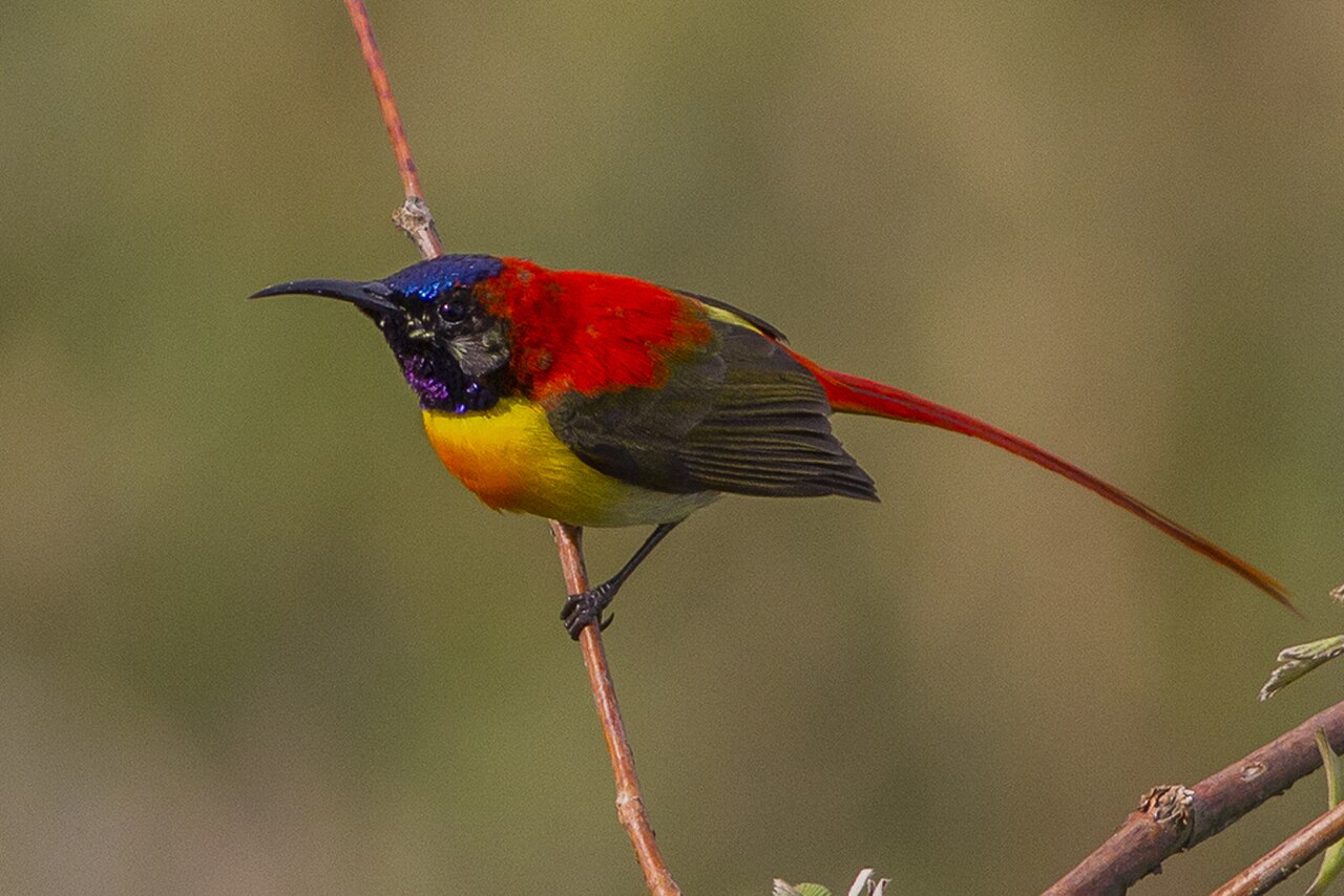 Fire-tailed Sunbird reference