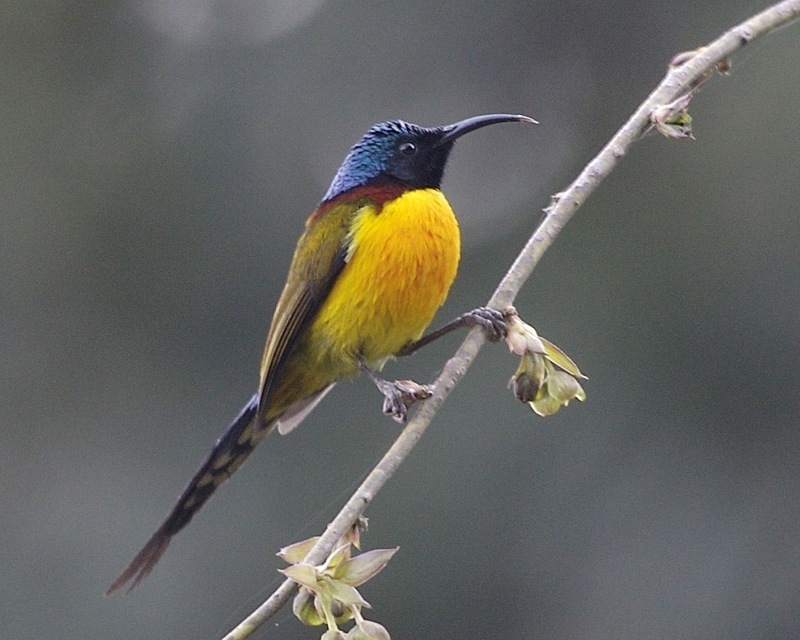 Green-tailed Sunbird reference
