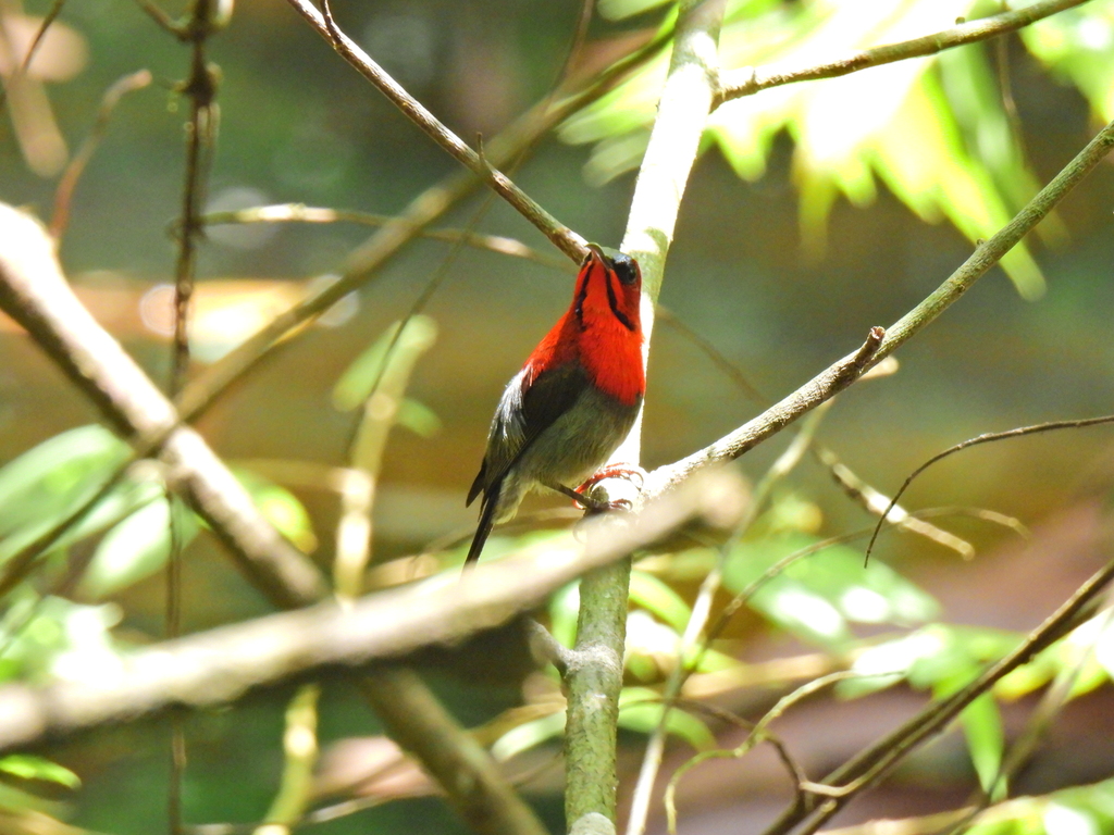 Crimson Sunbird reference