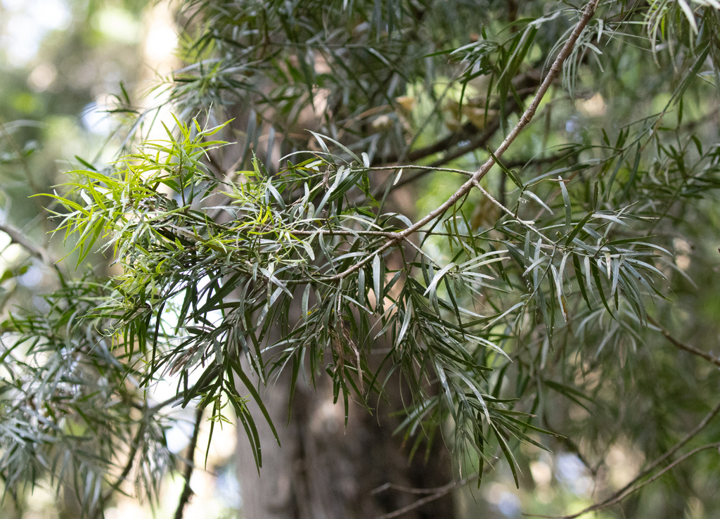 East African Yellowwood reference