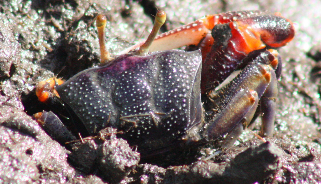 West African Fiddler Crab reference