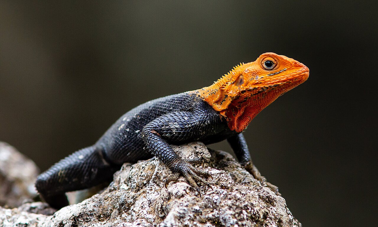 Agama agama reference