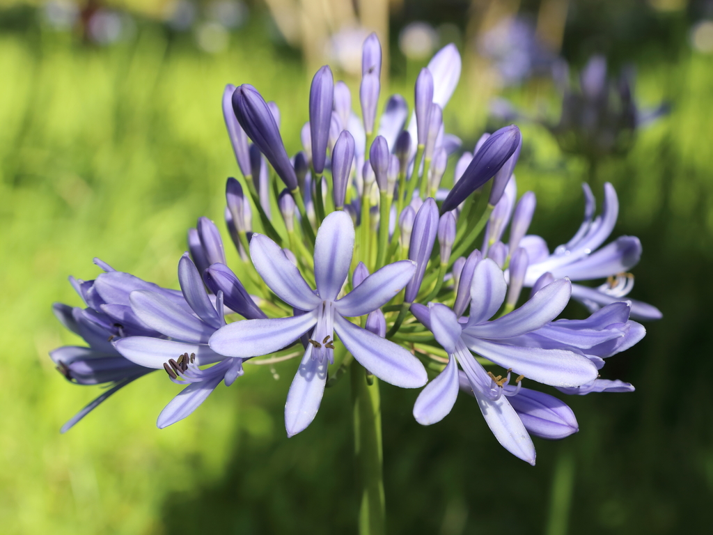 Blue Lily reference