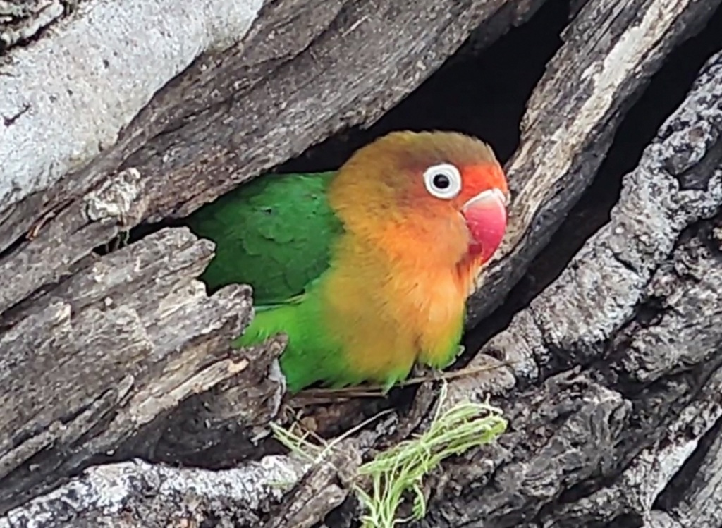 Fischer's Lovebird reference
