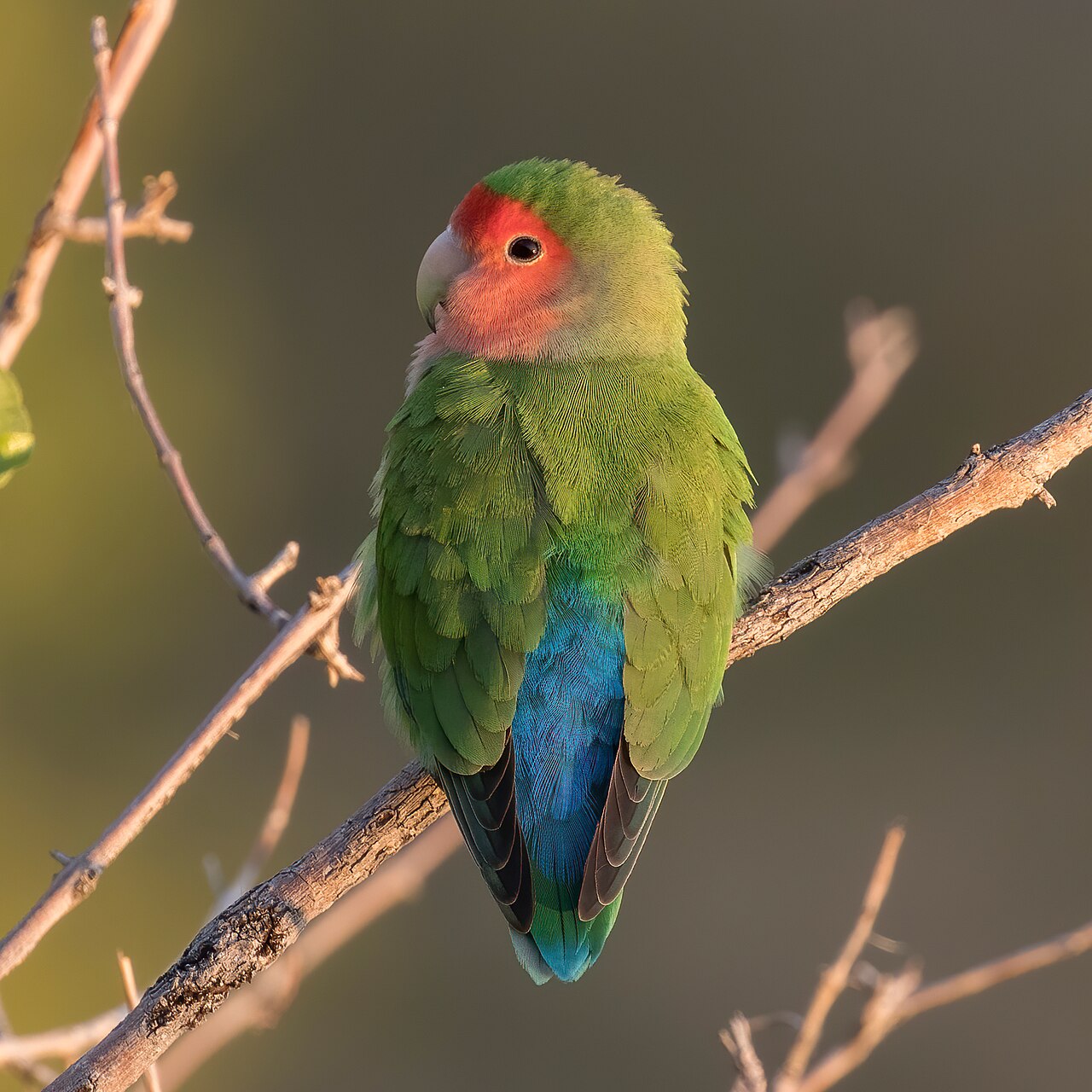 Rosy-faced Lovebird reference
