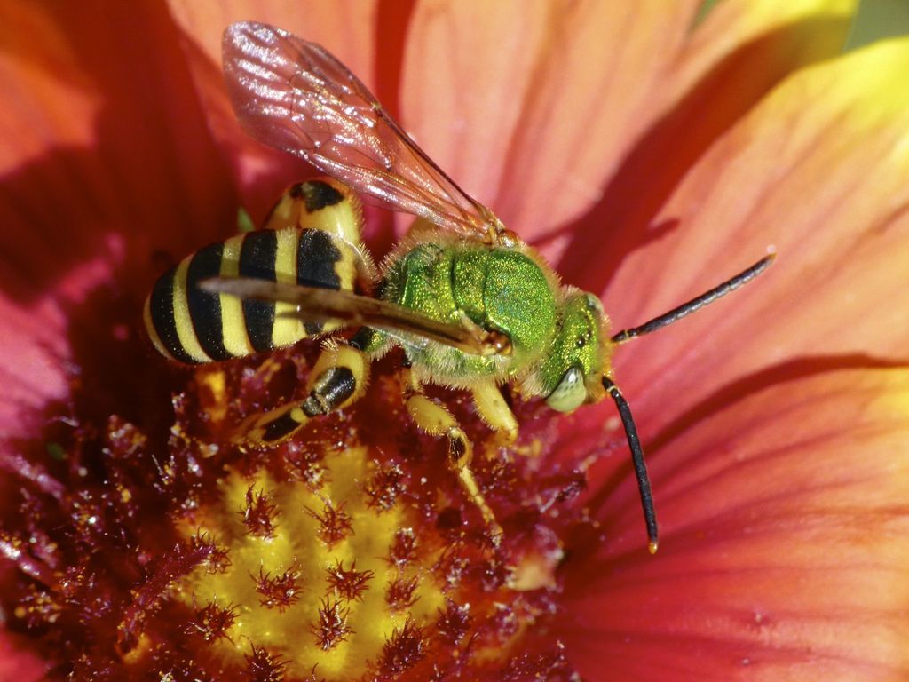 Brown-winged Striped Sweat Bee reference