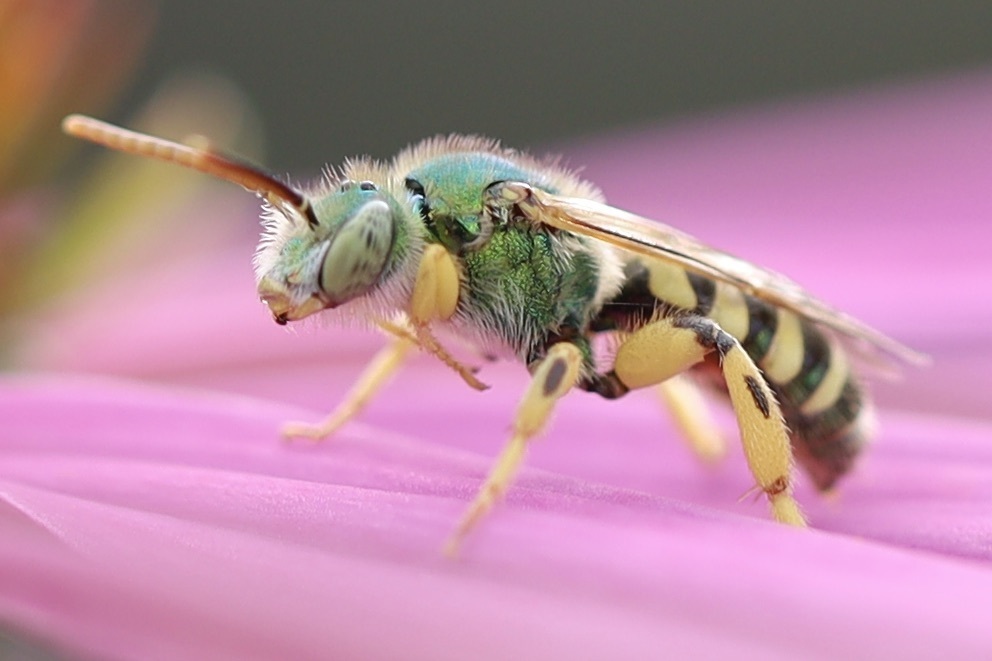 Texas Striped Sweat Bee