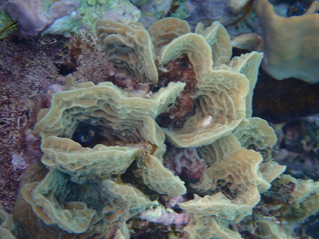 Lettuce Coral reference