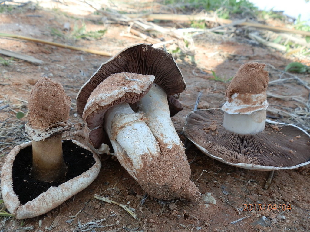 Pavement Mushroom reference