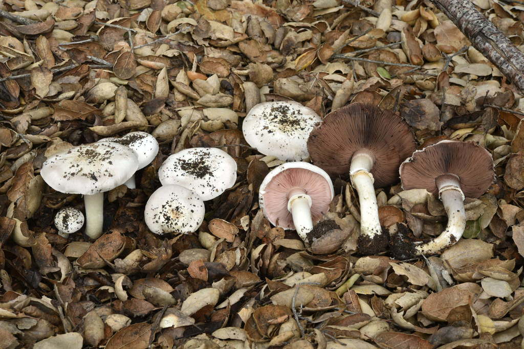 California Agaricus reference