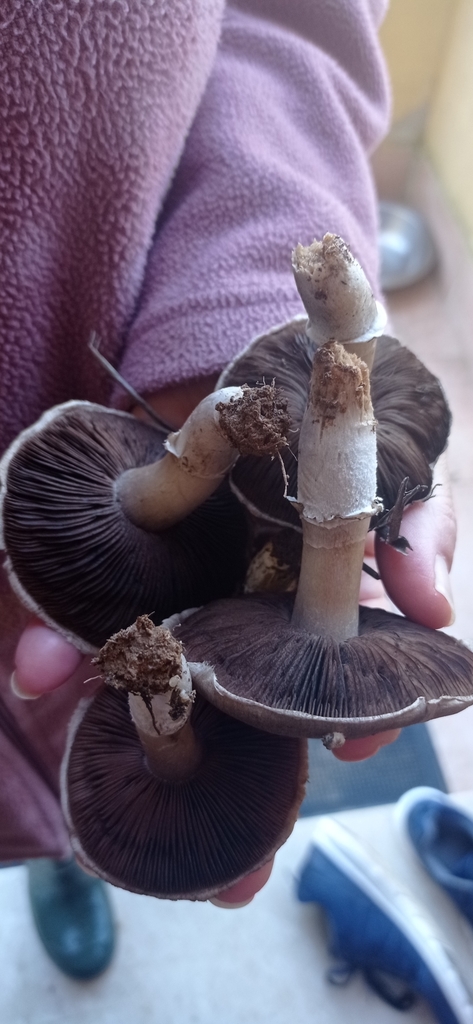 Agaricus cupreobrunneus reference