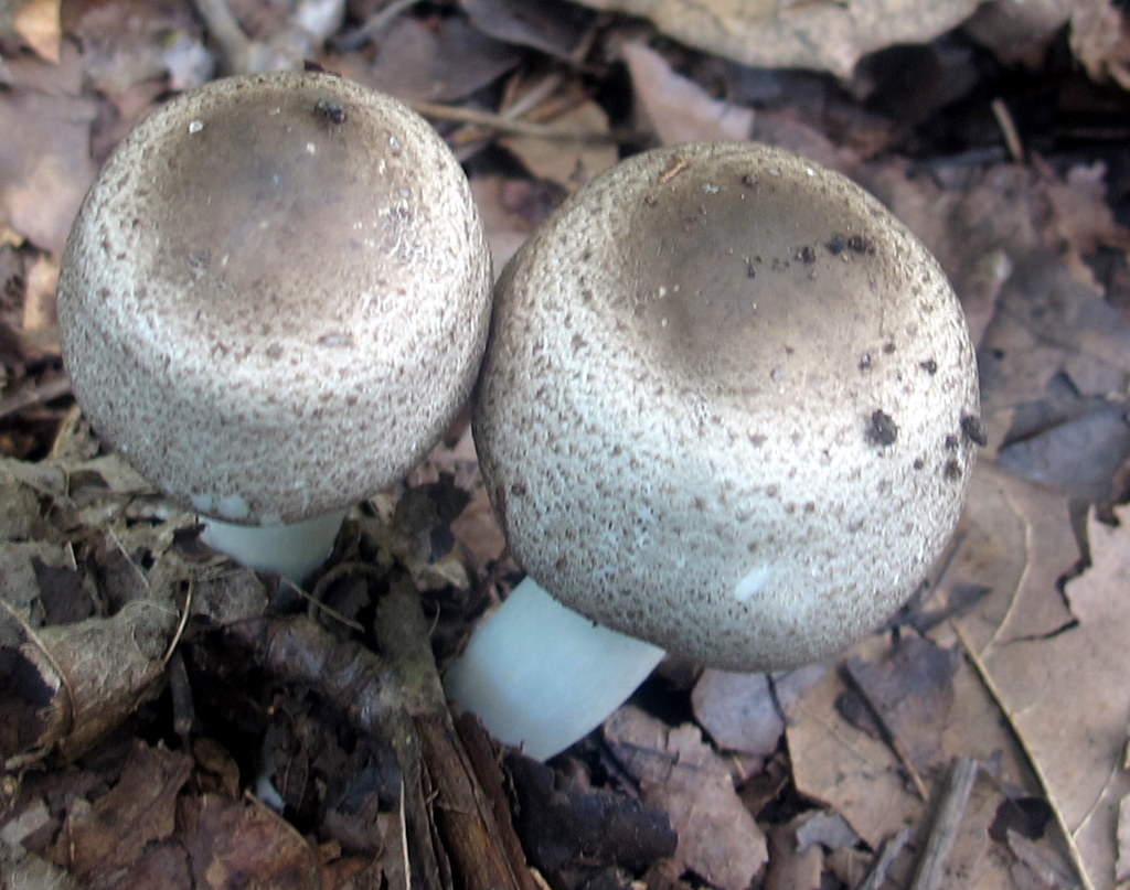 Inky Mushroom reference