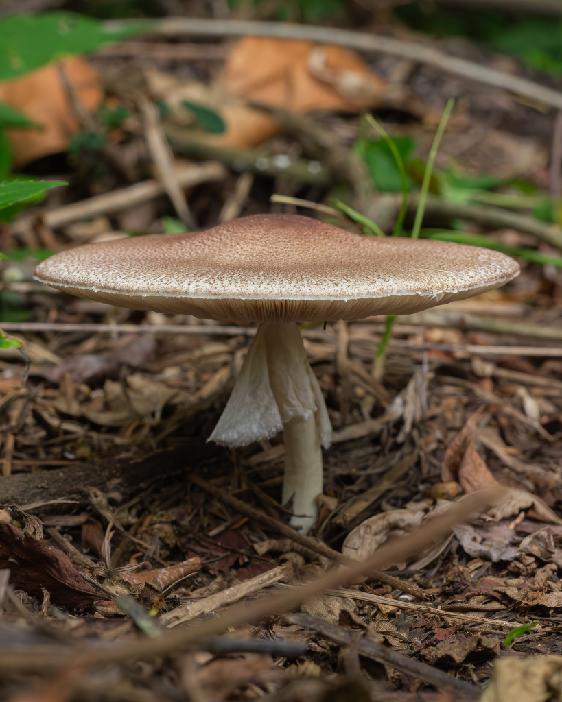almond mushroom reference