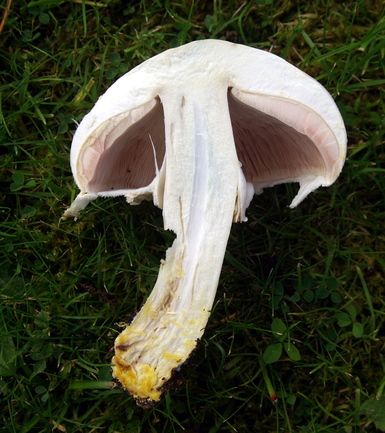Yellow Stainer reference
