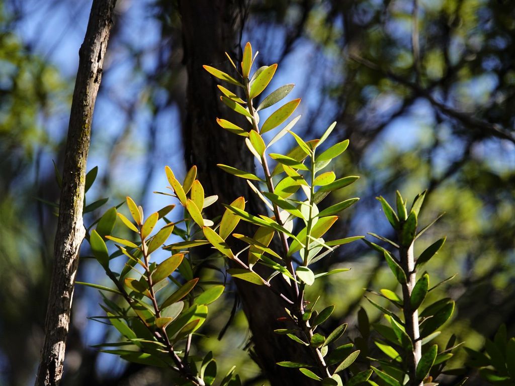 Kauri reference