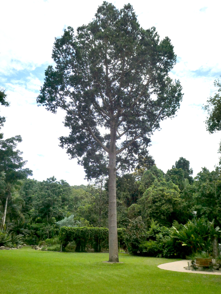 Queensland Kauri Pine reference