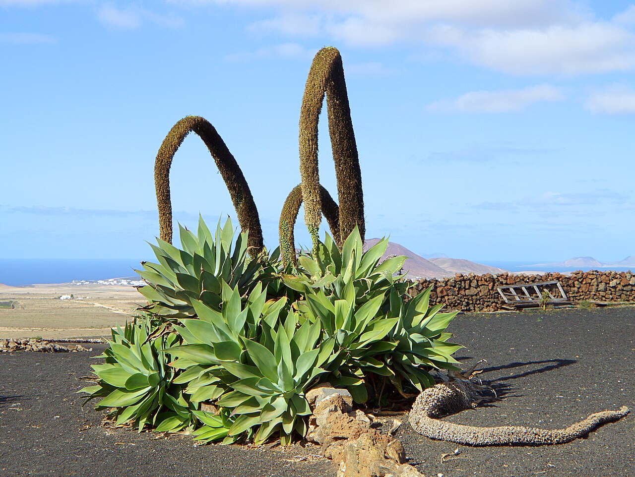 Foxtail Agave reference