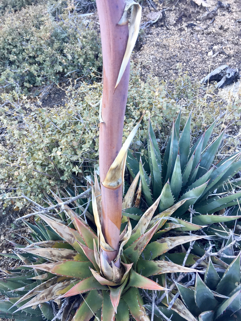 McKelvey's Agave reference