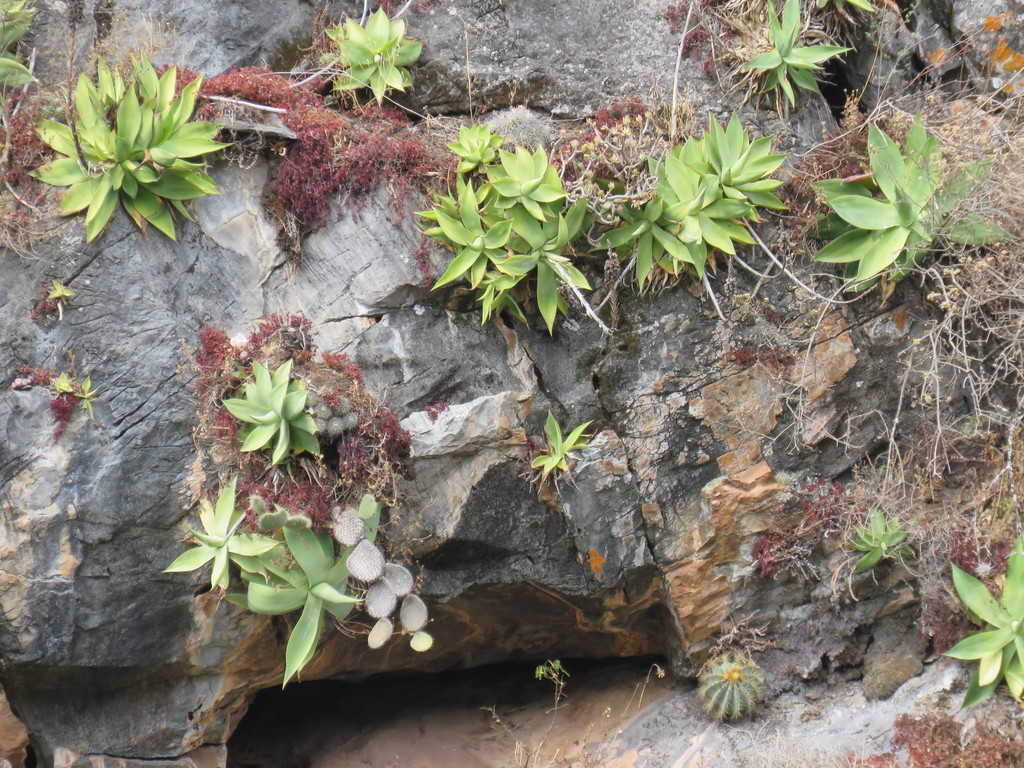 Mitis Century Plant reference