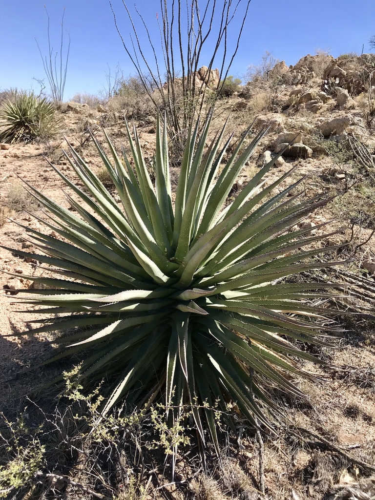 Palmer's Agave reference