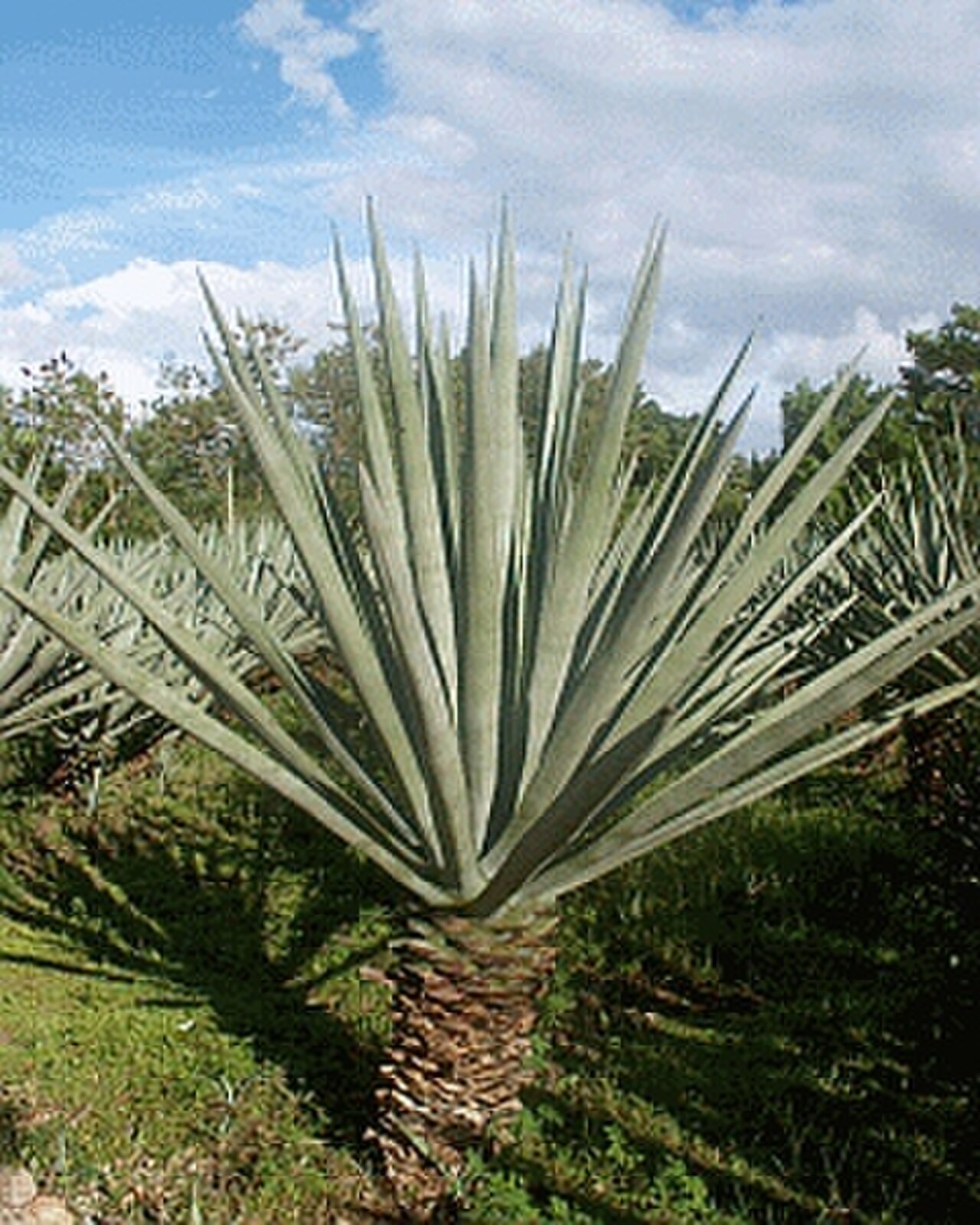 Sisal reference