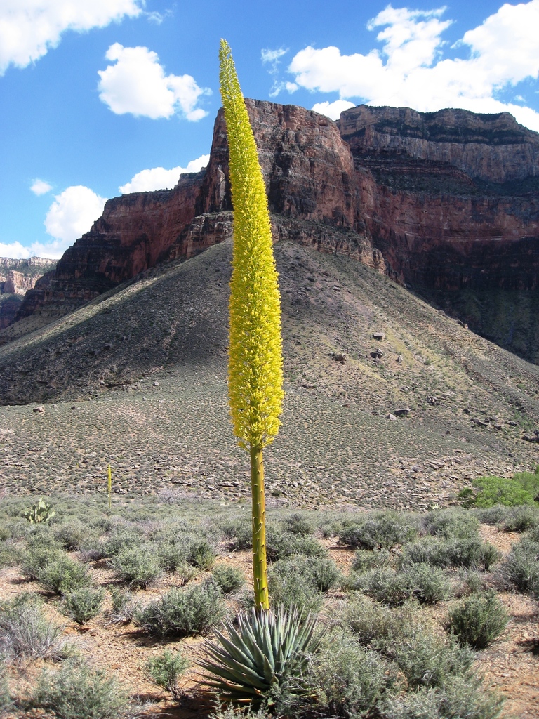 Utah Agave reference