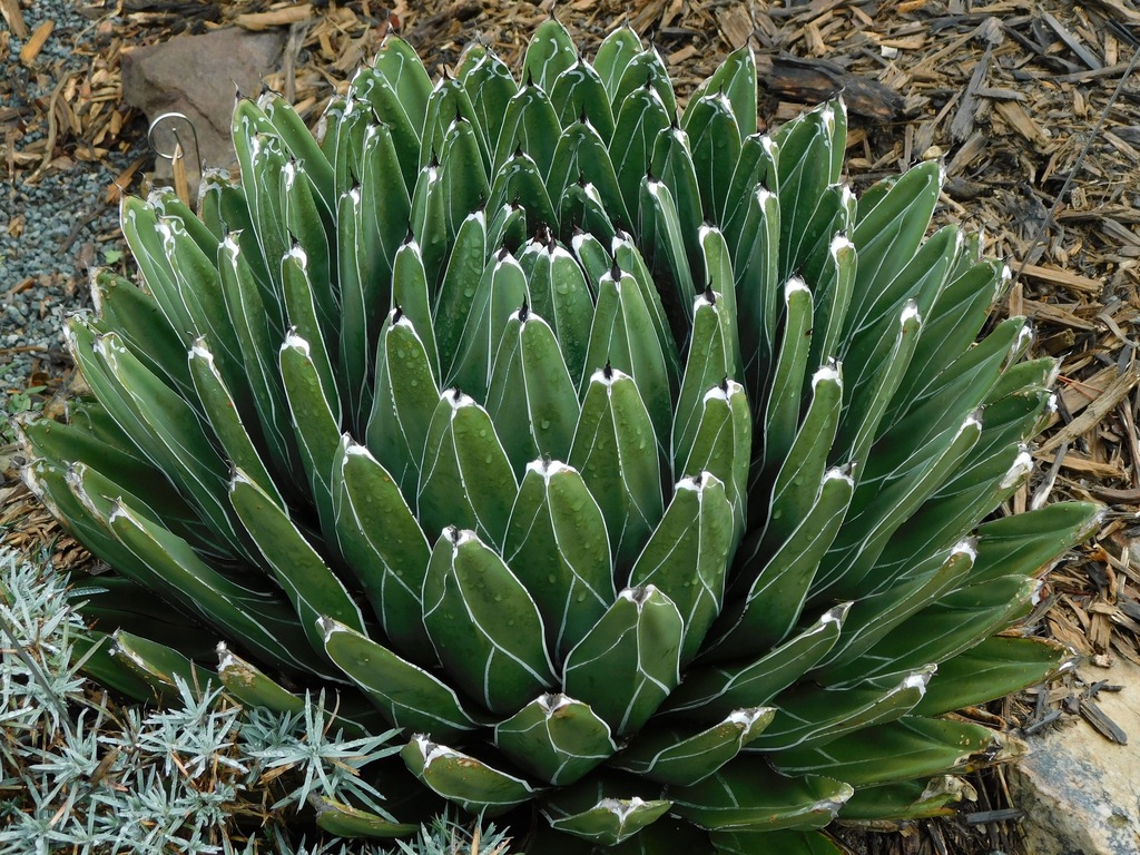 Queen Victoria Agave reference
