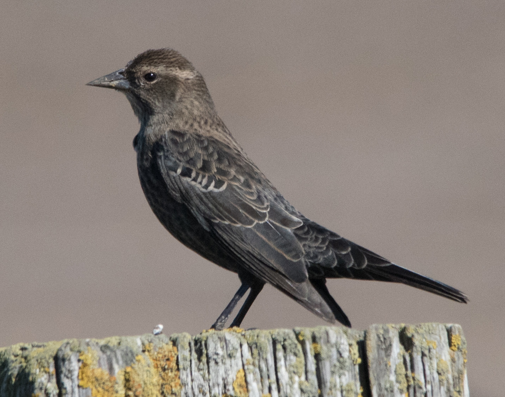 Tricolored Blackbird reference