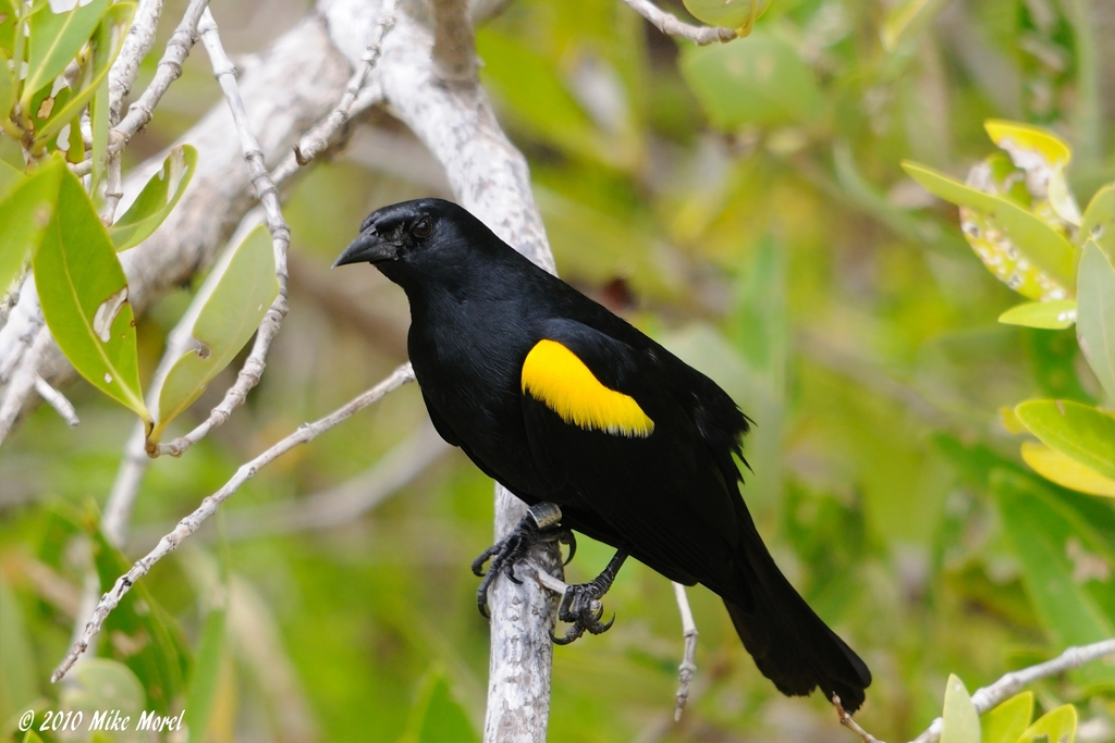 Yellow-shouldered Blackbird reference