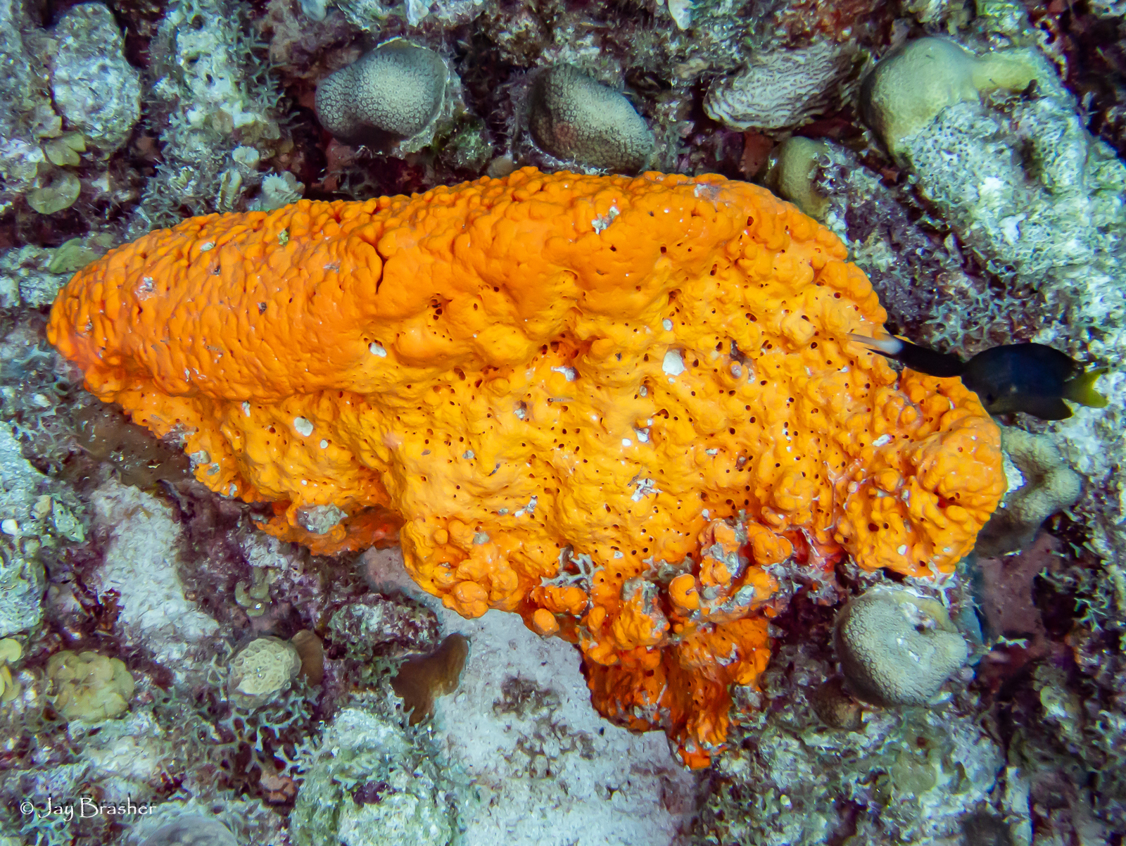 Orange Elephant Ear Sponge reference