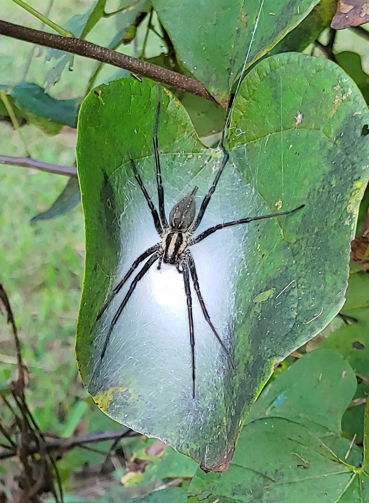 Grass Spider reference