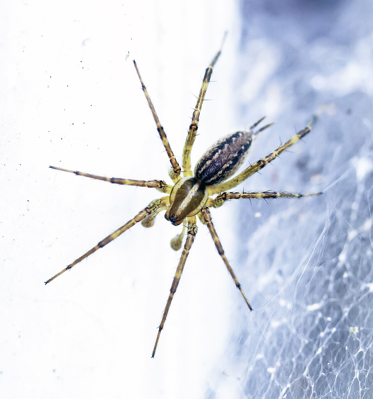 Pennsylvania Grass Spider reference