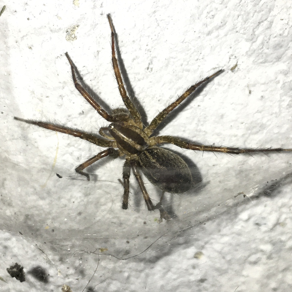 Potter's Grass Spider reference