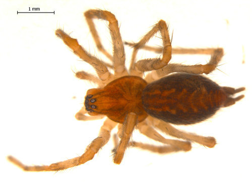 Utah Funnelweb Spider reference