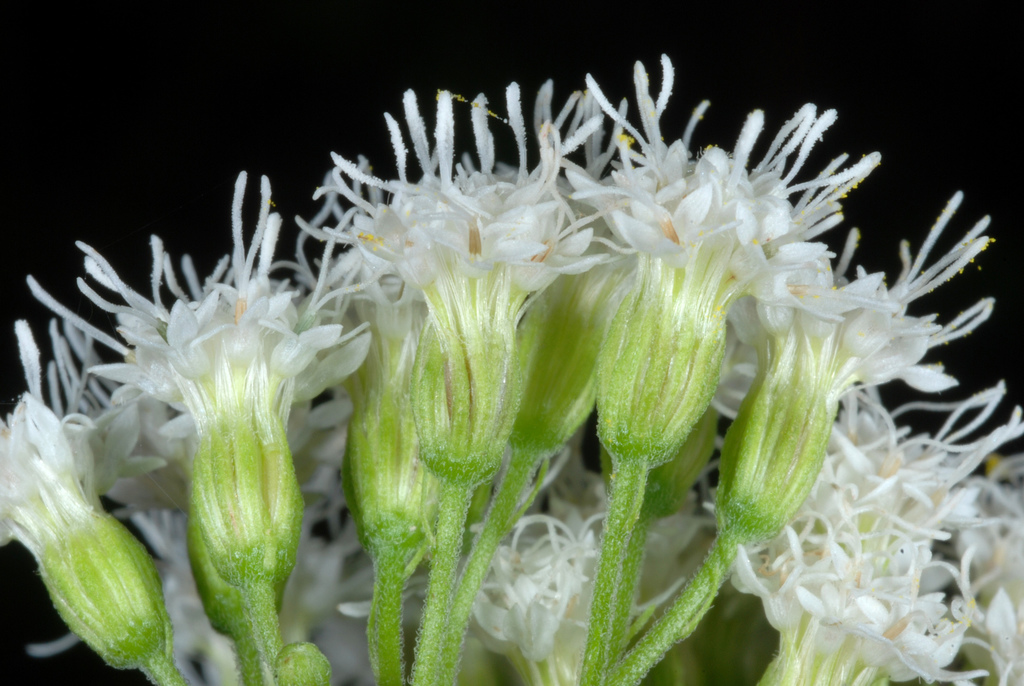 white snakeroot reference