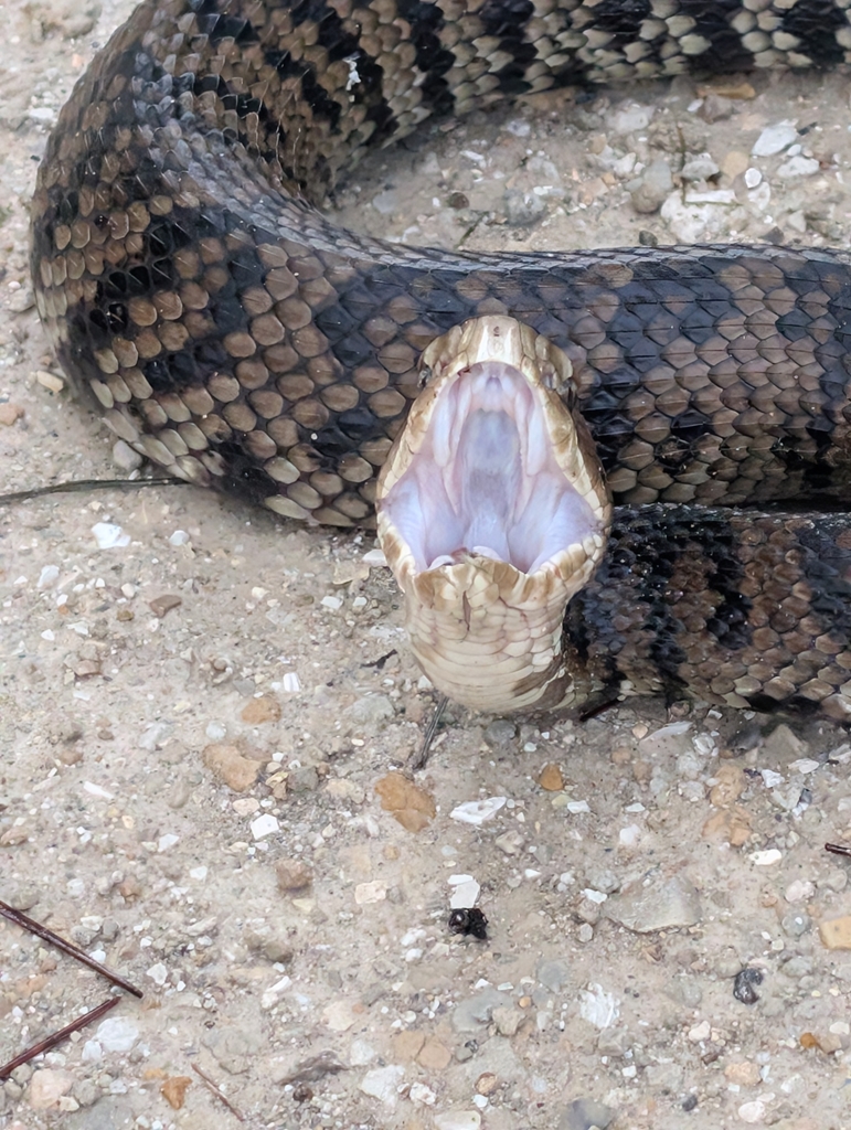 Florida Cottonmouth reference