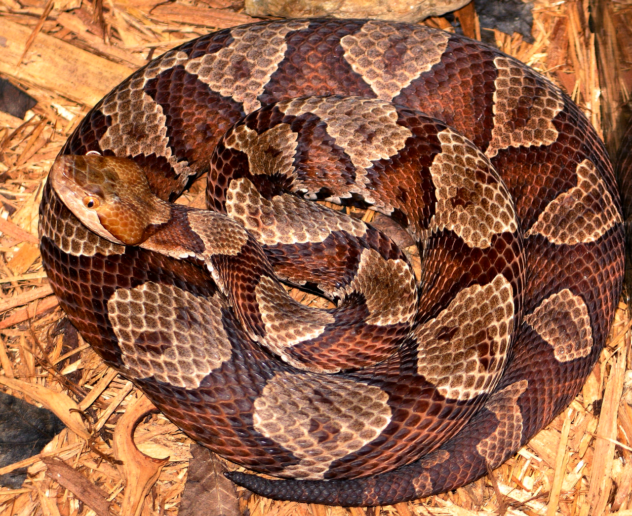Agkistrodon contortrix mokasen reference