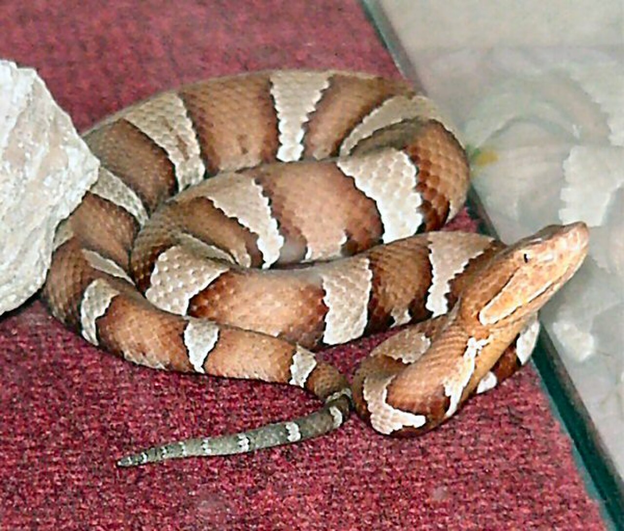 Broad-banded Copperhead reference