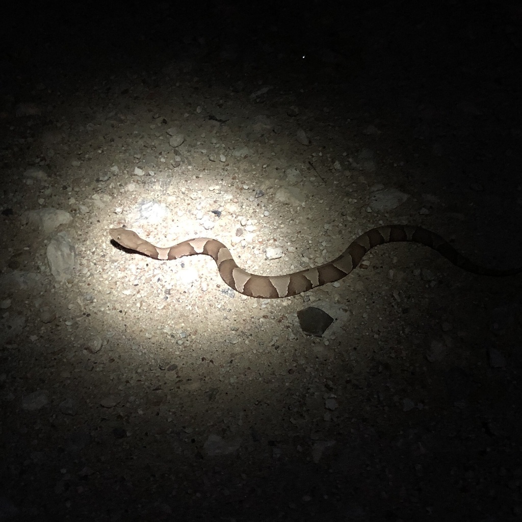 Broad-banded Copperhead reference