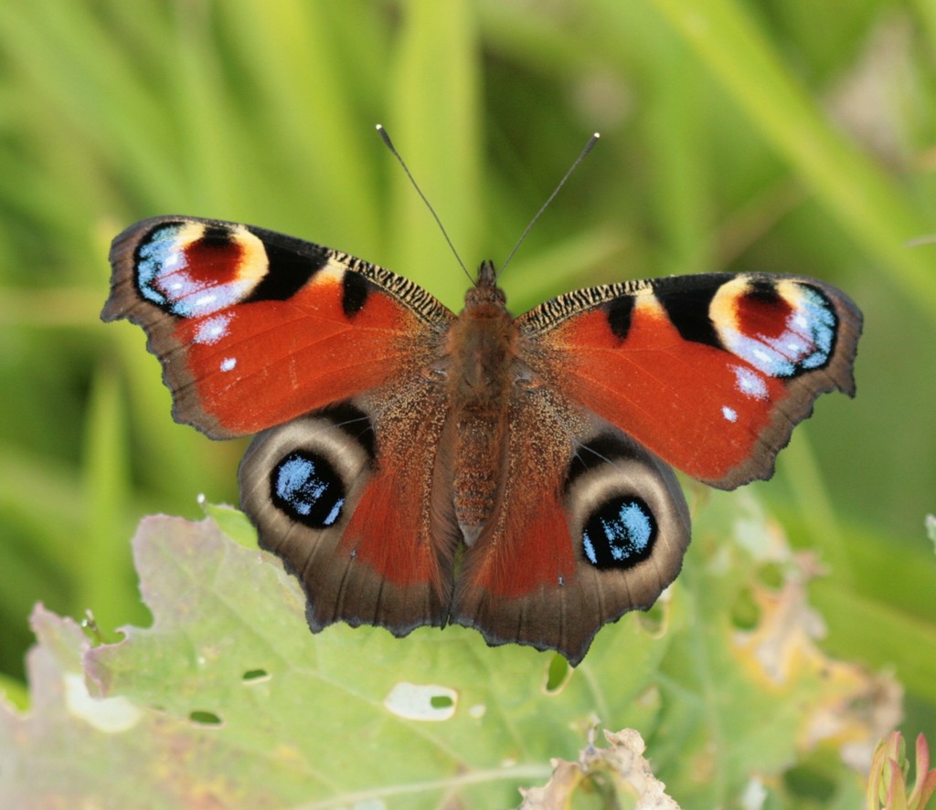 European Peacock Butterfly reference