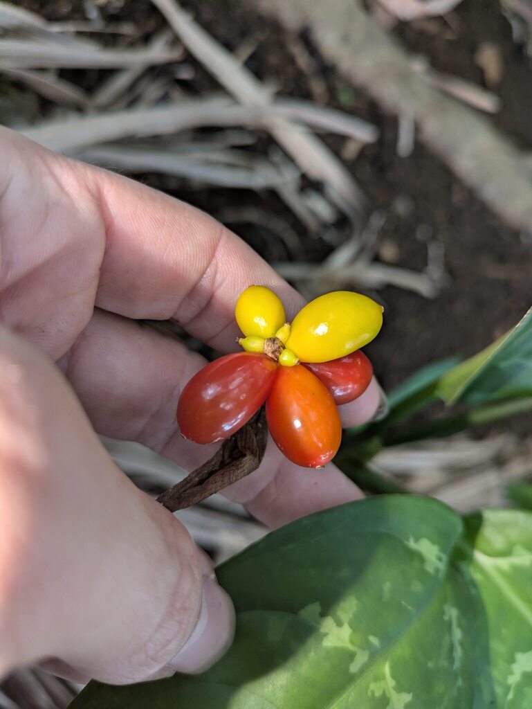 Philippine evergreen reference