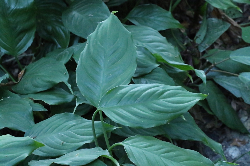 Chinese Evergreen reference
