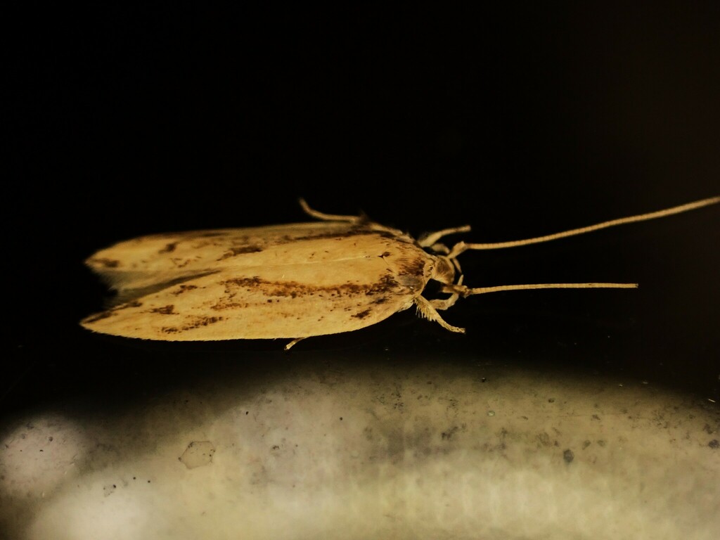 Coconut Leafminer reference
